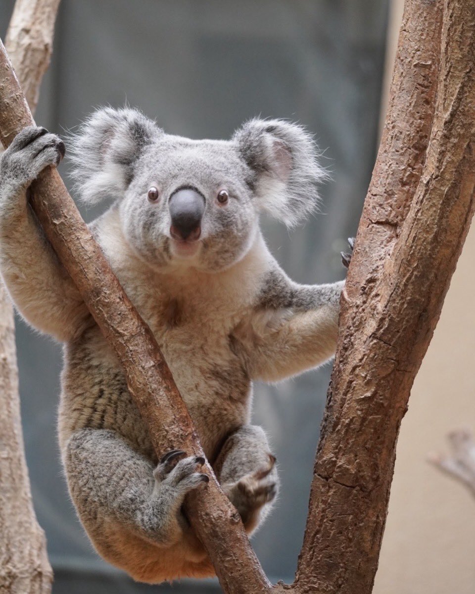 1979_sasako's tweet image. オウキ♡ʾʾ

2026.3
#コアラ #koala #王子動物園 #オウキ