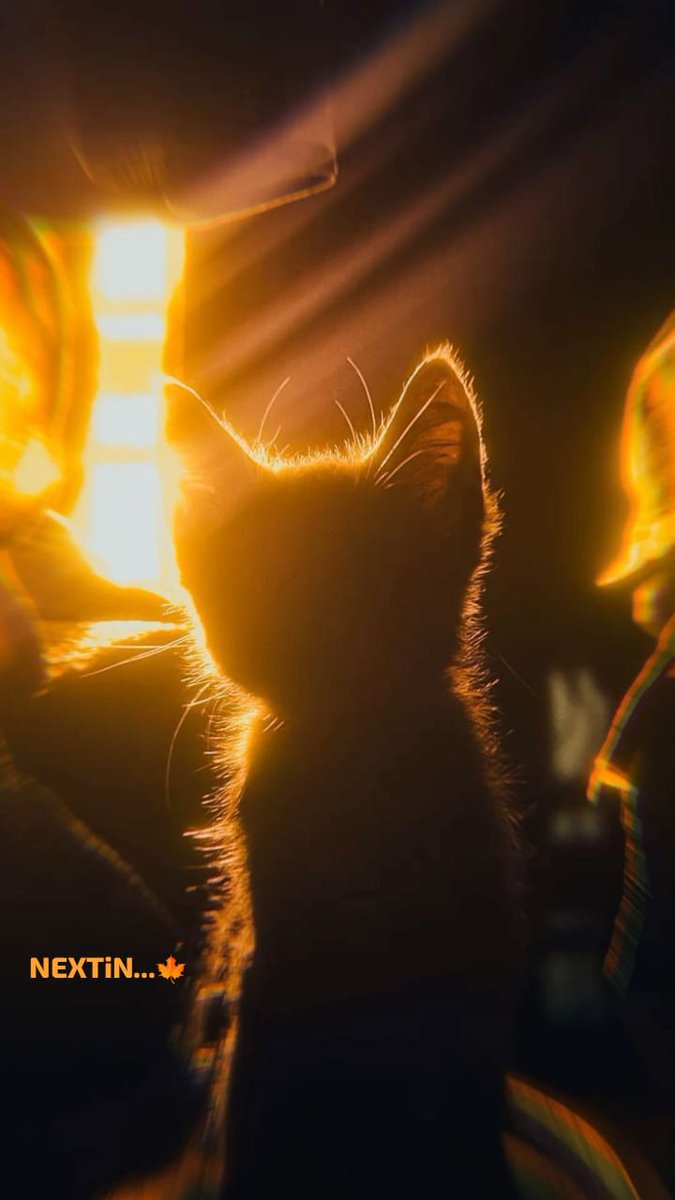 یہ جو ایک وہم مجھے دشت کی تسخیر کا ھے
سب تماشا یہ مری وسعتِ زنجیر کا ھے

لاؤ یہ راکھ ہی خِرمن کی اٹھا لوں کہ سوال
مرے حاصل کا نہیں ھے مری تدبیر کا ھے

عرفان صدیقی
فکرِجھاں🍁