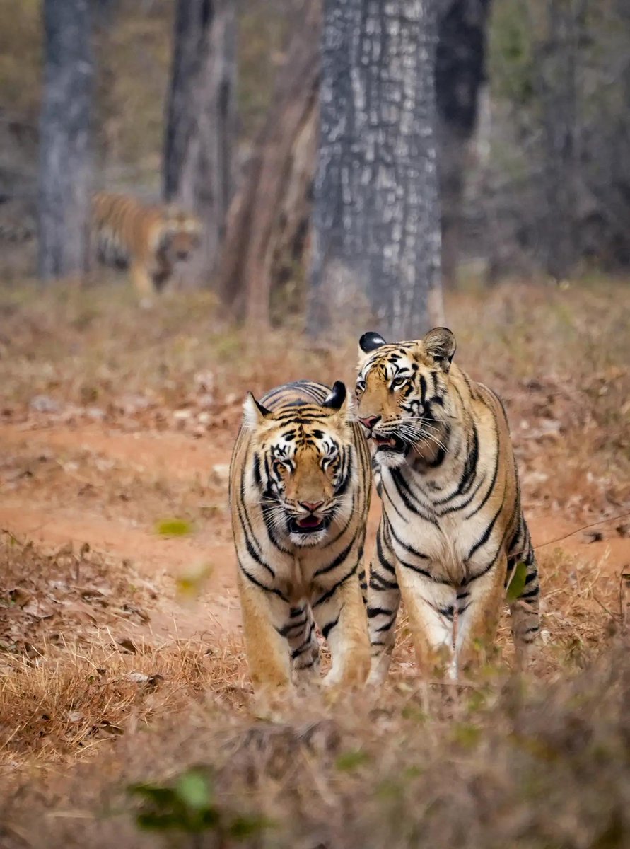 timesofindia's tweet image. A glimpse into the wild — a sub-adult tigers born to tigress ‘Chhoti Madhu’ rests amid the forests of Tadoba-Andhari Tiger Reserve in Chandrapur, Maharashtra. 🐅🌿

#Tadoba #TadobaAndhariTigerReserve #Tiger #Chandrapur #Maharashtra #Wildlife