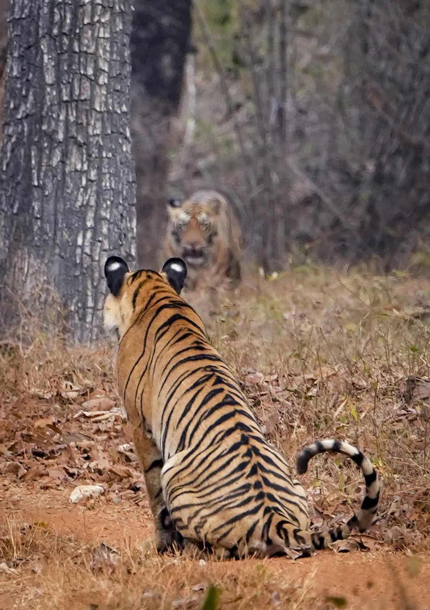 timesofindia's tweet image. A glimpse into the wild — a sub-adult tigers born to tigress ‘Chhoti Madhu’ rests amid the forests of Tadoba-Andhari Tiger Reserve in Chandrapur, Maharashtra. 🐅🌿

#Tadoba #TadobaAndhariTigerReserve #Tiger #Chandrapur #Maharashtra #Wildlife