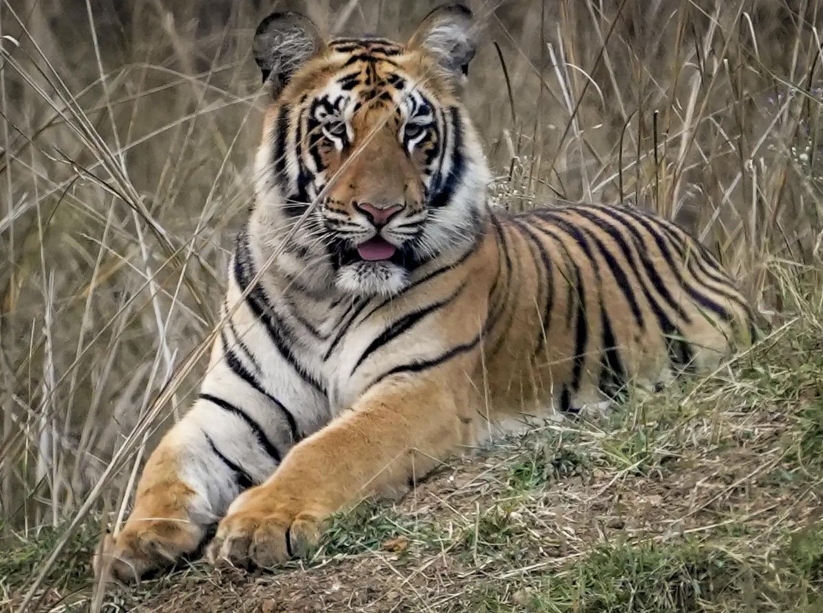 timesofindia's tweet image. A glimpse into the wild — a sub-adult tigers born to tigress ‘Chhoti Madhu’ rests amid the forests of Tadoba-Andhari Tiger Reserve in Chandrapur, Maharashtra. 🐅🌿

#Tadoba #TadobaAndhariTigerReserve #Tiger #Chandrapur #Maharashtra #Wildlife