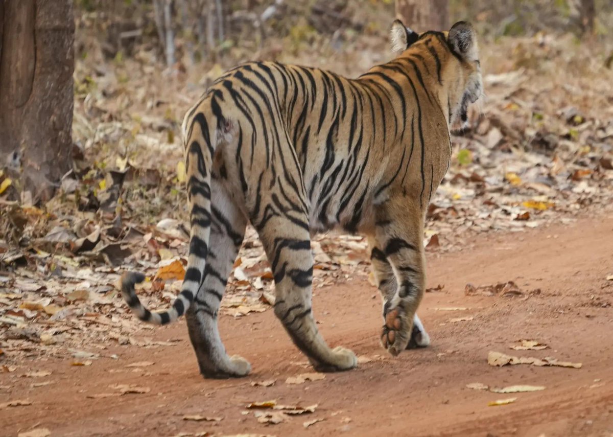 timesofindia's tweet image. A glimpse into the wild — a sub-adult tigers born to tigress ‘Chhoti Madhu’ rests amid the forests of Tadoba-Andhari Tiger Reserve in Chandrapur, Maharashtra. 🐅🌿

#Tadoba #TadobaAndhariTigerReserve #Tiger #Chandrapur #Maharashtra #Wildlife