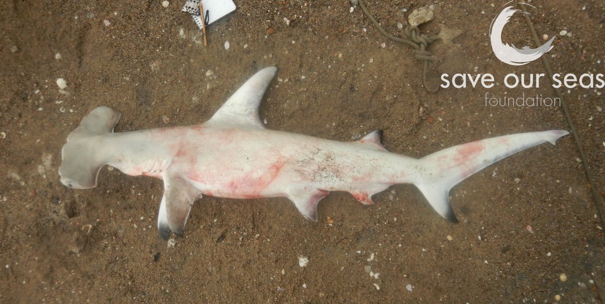 John Nevill tweet media