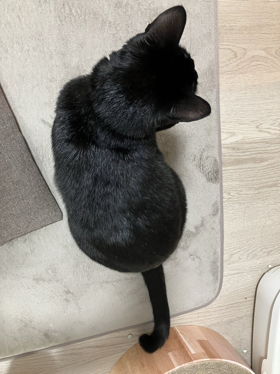 猫ってこのフォルムだけでかわいいのなに！