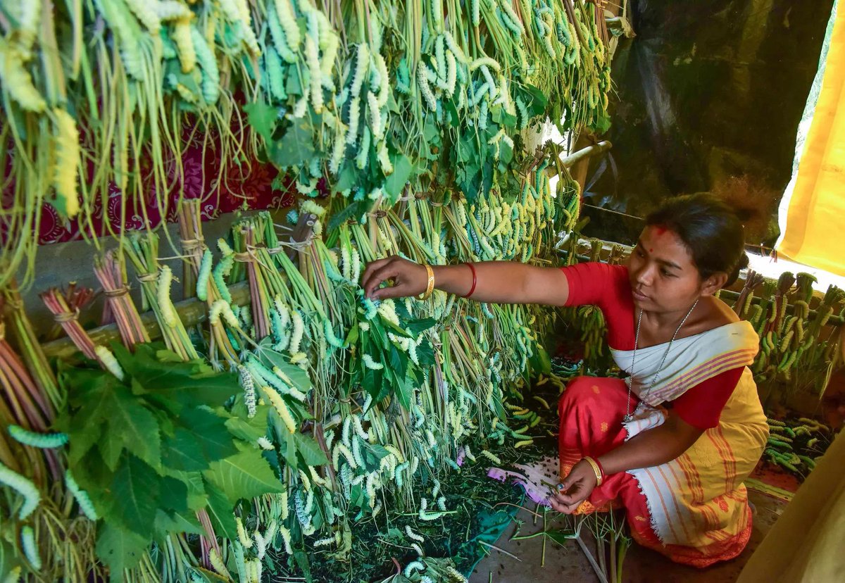 timesofindia's tweet photo. A glimpse into the traditional craft of sericulture- A tribal woman tends to Eri silkworm larvae, carefully feeding them castor leaves at her home on International Women's Day in Nagaon. 🐛🌿

#InternationalWomensDay #Nagaon #Assam #EriSilk #Sericulture https://t.co/fCwhUM3eay