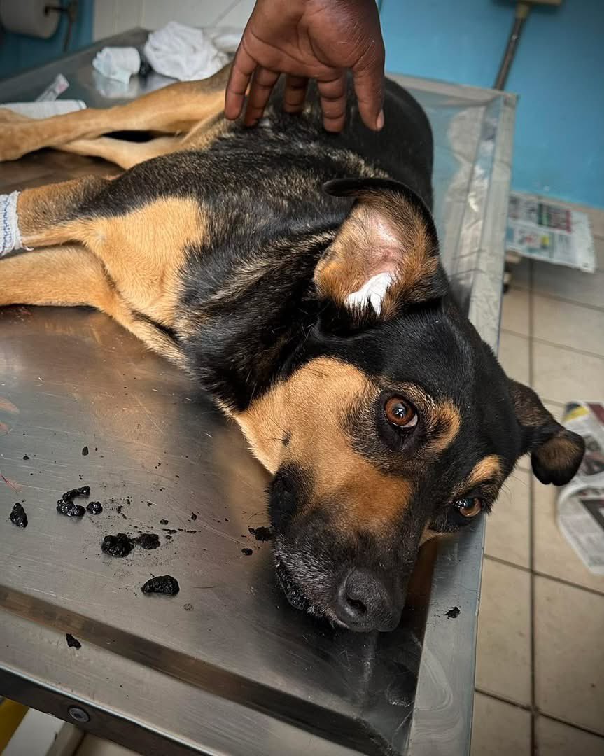 CLAW_Adoptions's tweet photo. The Aphane family rushed Kiddo to CLAW today for emergency treatment for poisoning. 

It was traumatic to see Kiddo’s agitation and confusion as her body reacted to the severe effects of the poison. 

So many dangerous ideas float around about home remedies that could assist in https://t.co/tIpV6UXQJ3