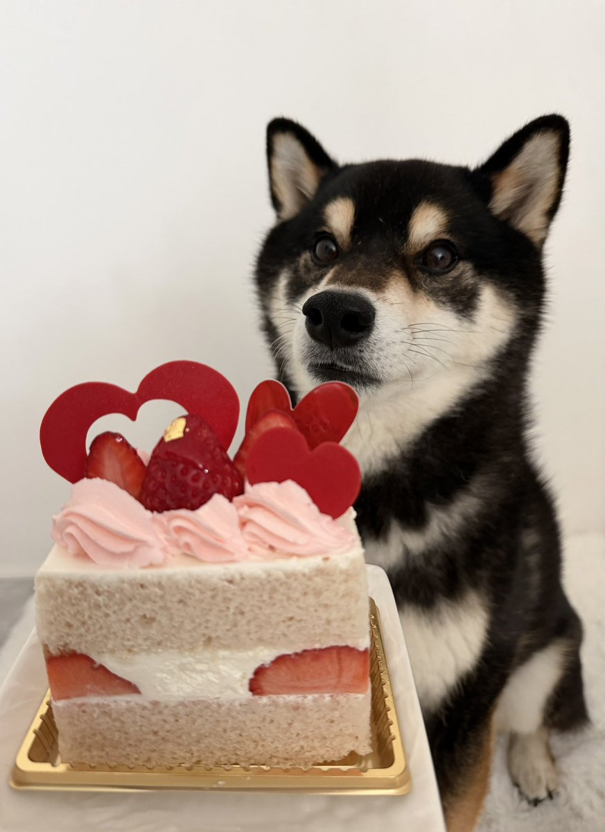 柴犬 大吉 tweet media