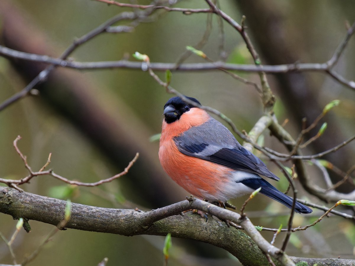 Michael Sanders tweet media