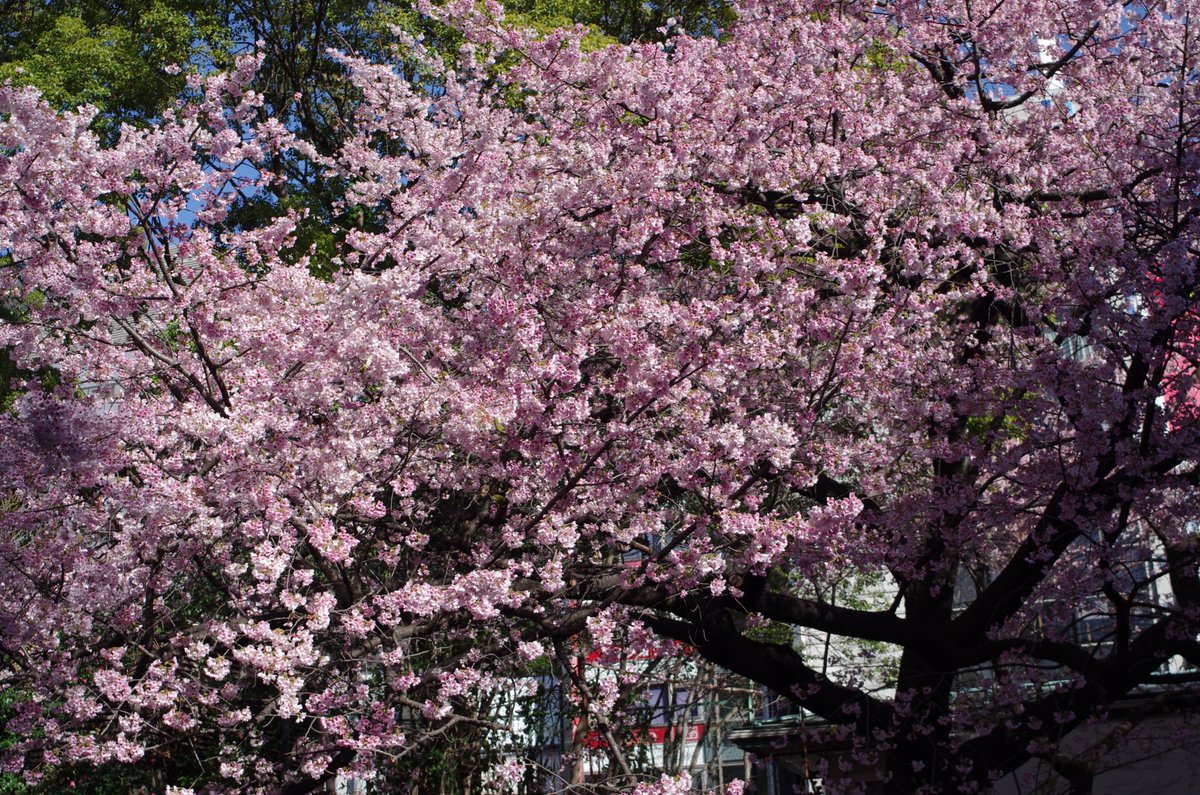 みっきーおーく tweet media