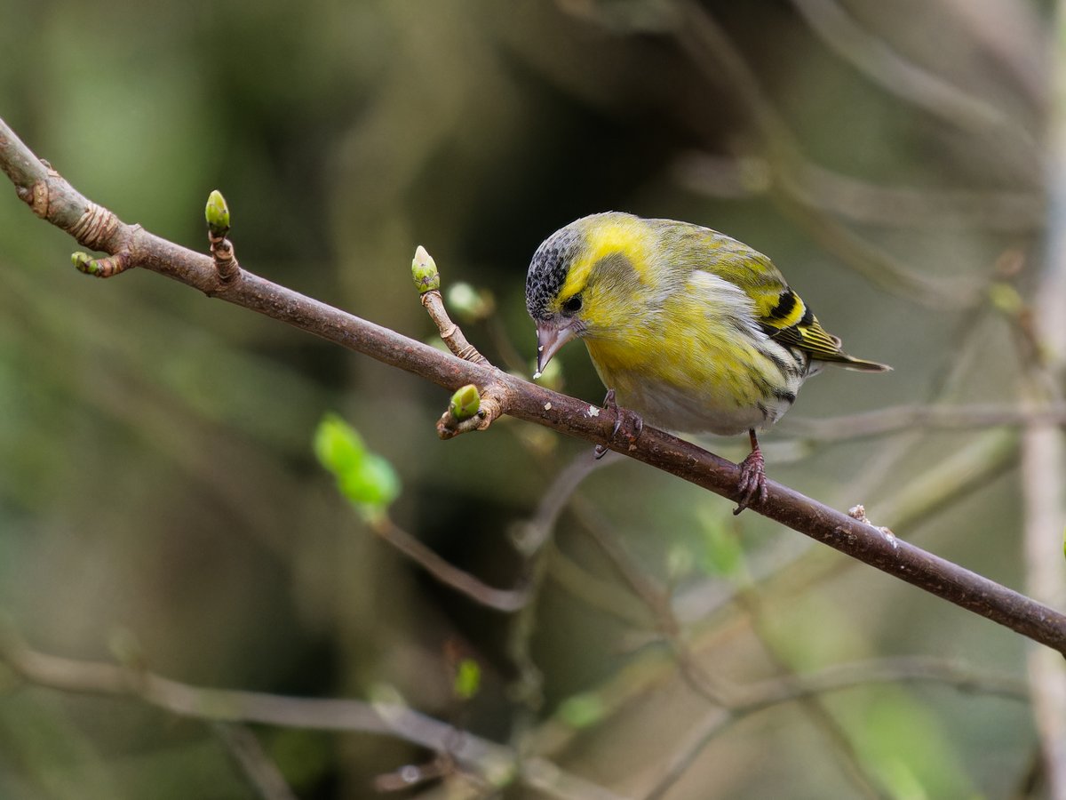 Michael Sanders tweet media