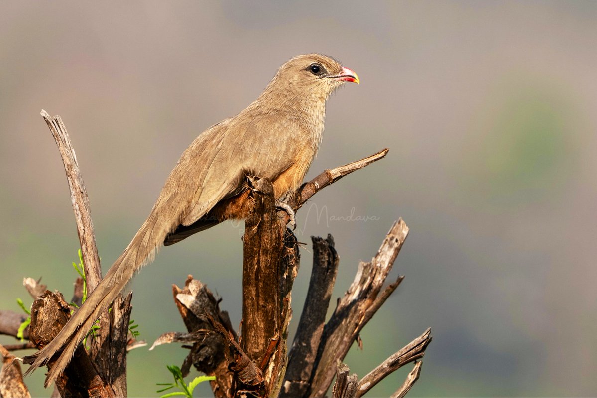 Harsha Vardhan Mandava tweet media