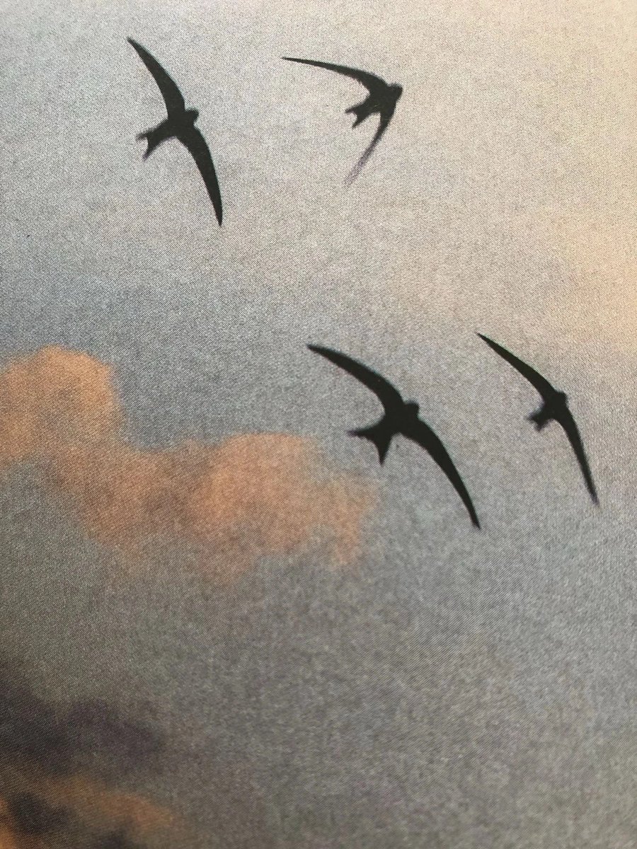 We are captives, even if our wheat grows over the fences and swallows rise from our broken chains.
We are captives of what we love, what we desire, and what we are.
—Mahmoud Darwish