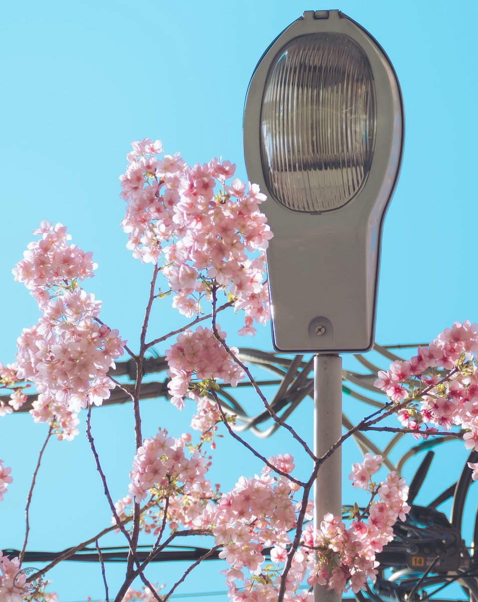 Sachi_000007's tweet photo. 桜  /  寄り添ってて可愛かった. https://t.co/HknWIci223