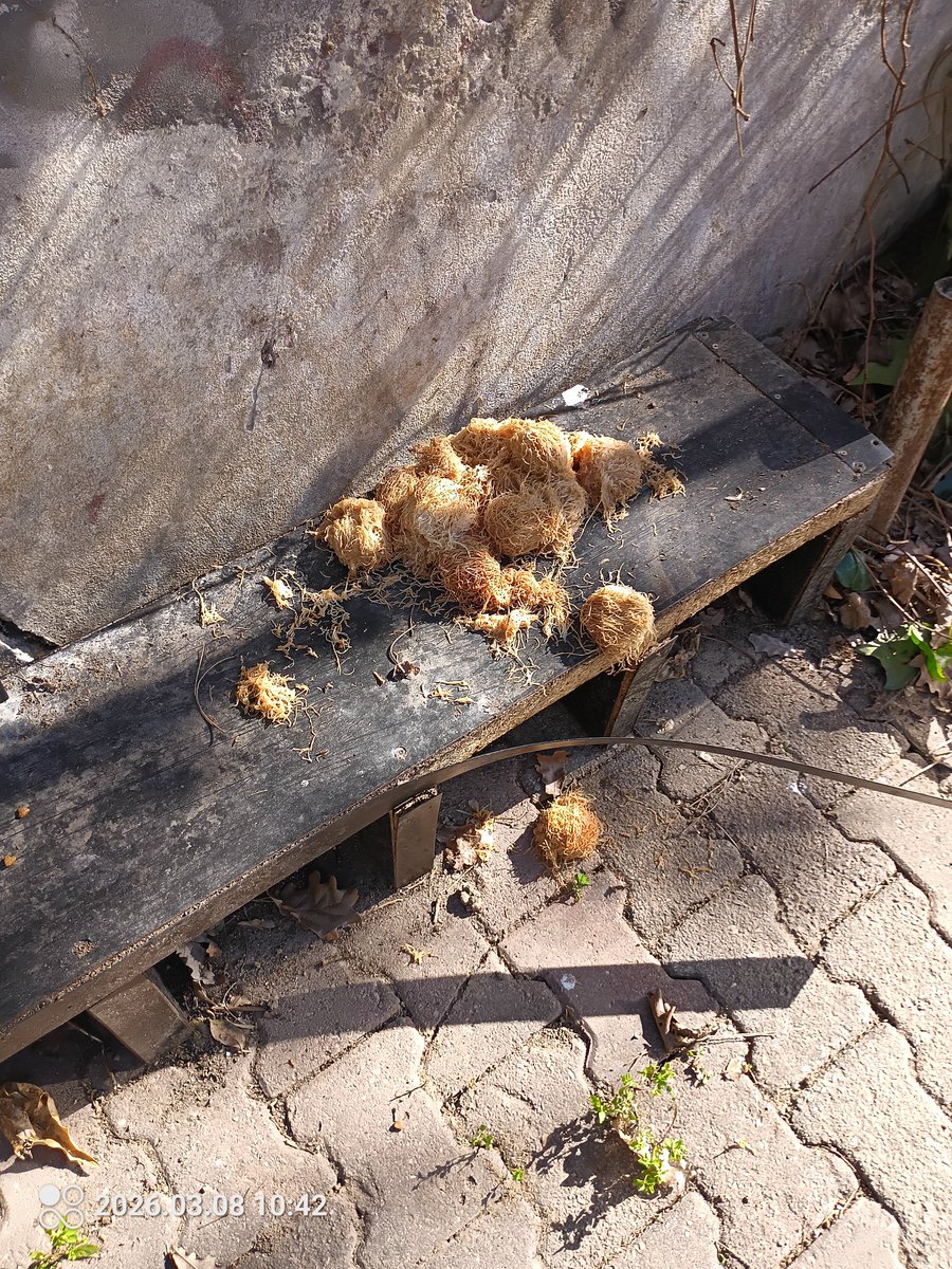 Sokakta yaşayan kedi dostlarımızın, sizin evde ekşidigi için yemediginiz şerbetli kadayıfı yiyeceği fikrine nereden kapıldınız sayın aq beyinsizleri?