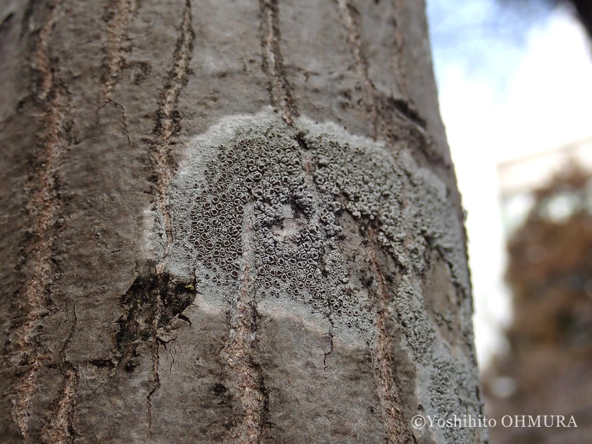 Yoshihito OHMURA tweet media