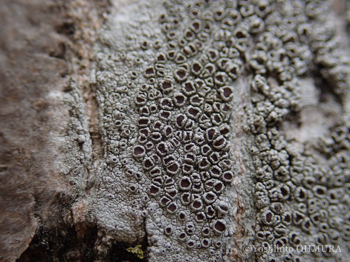 Yoshihito OHMURA tweet media