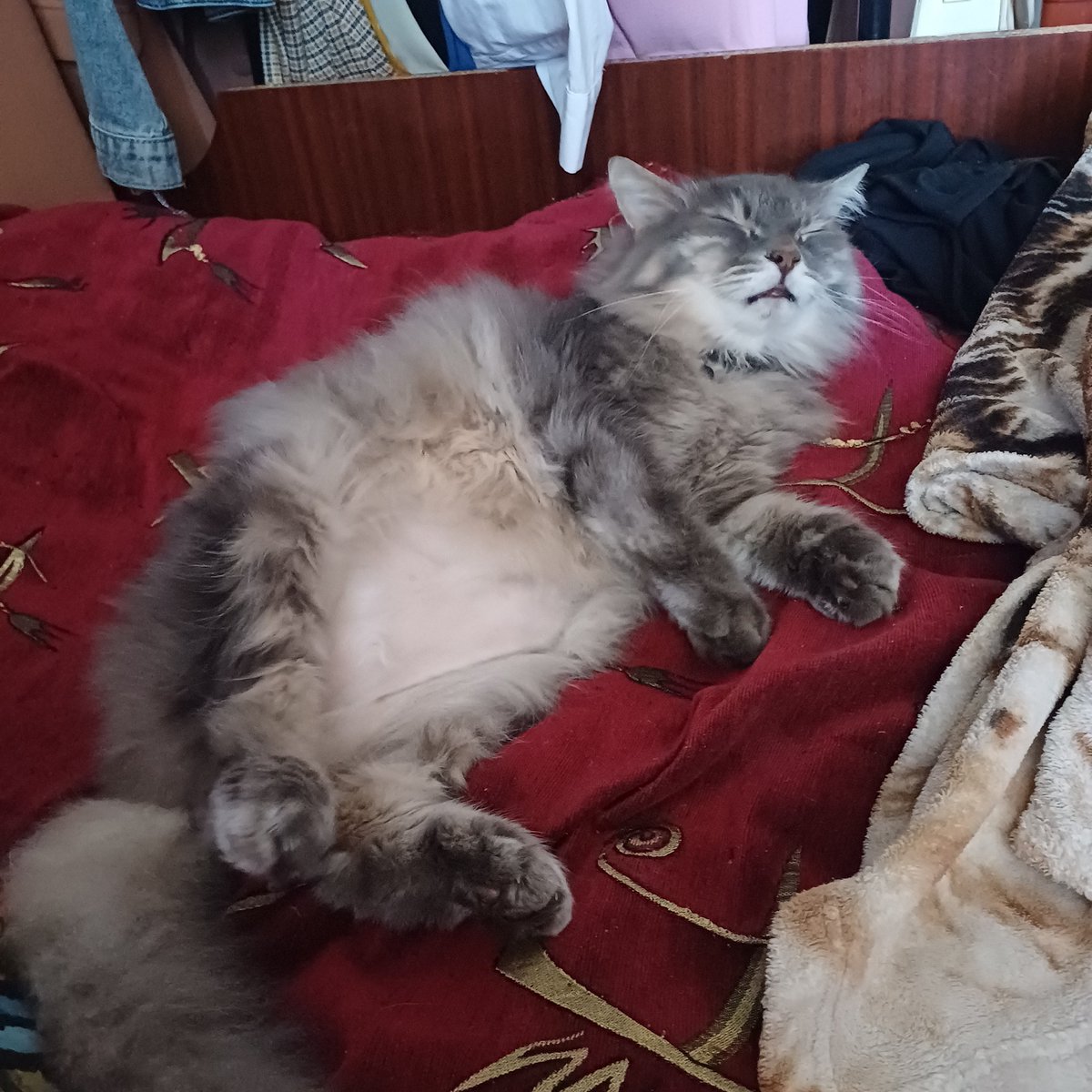 swagmoonart's tweet photo. today is my cat’s birthday. happy 16th, baby!!!!!!!!! https://t.co/EFbd4H5iMp