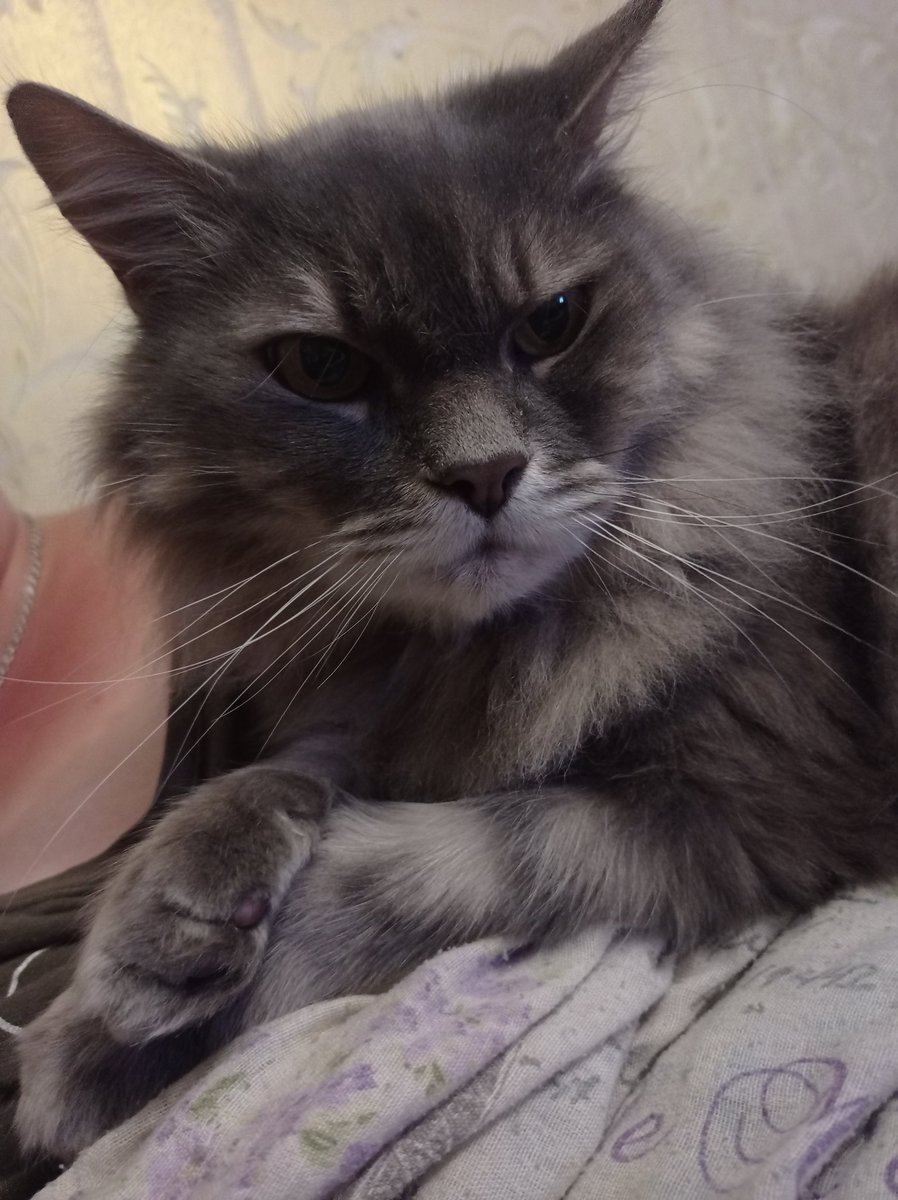 swagmoonart's tweet photo. today is my cat’s birthday. happy 16th, baby!!!!!!!!! https://t.co/EFbd4H5iMp