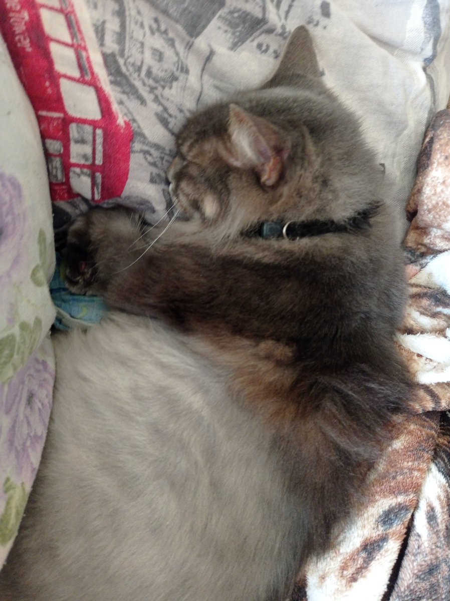 swagmoonart's tweet photo. today is my cat’s birthday. happy 16th, baby!!!!!!!!! https://t.co/EFbd4H5iMp
