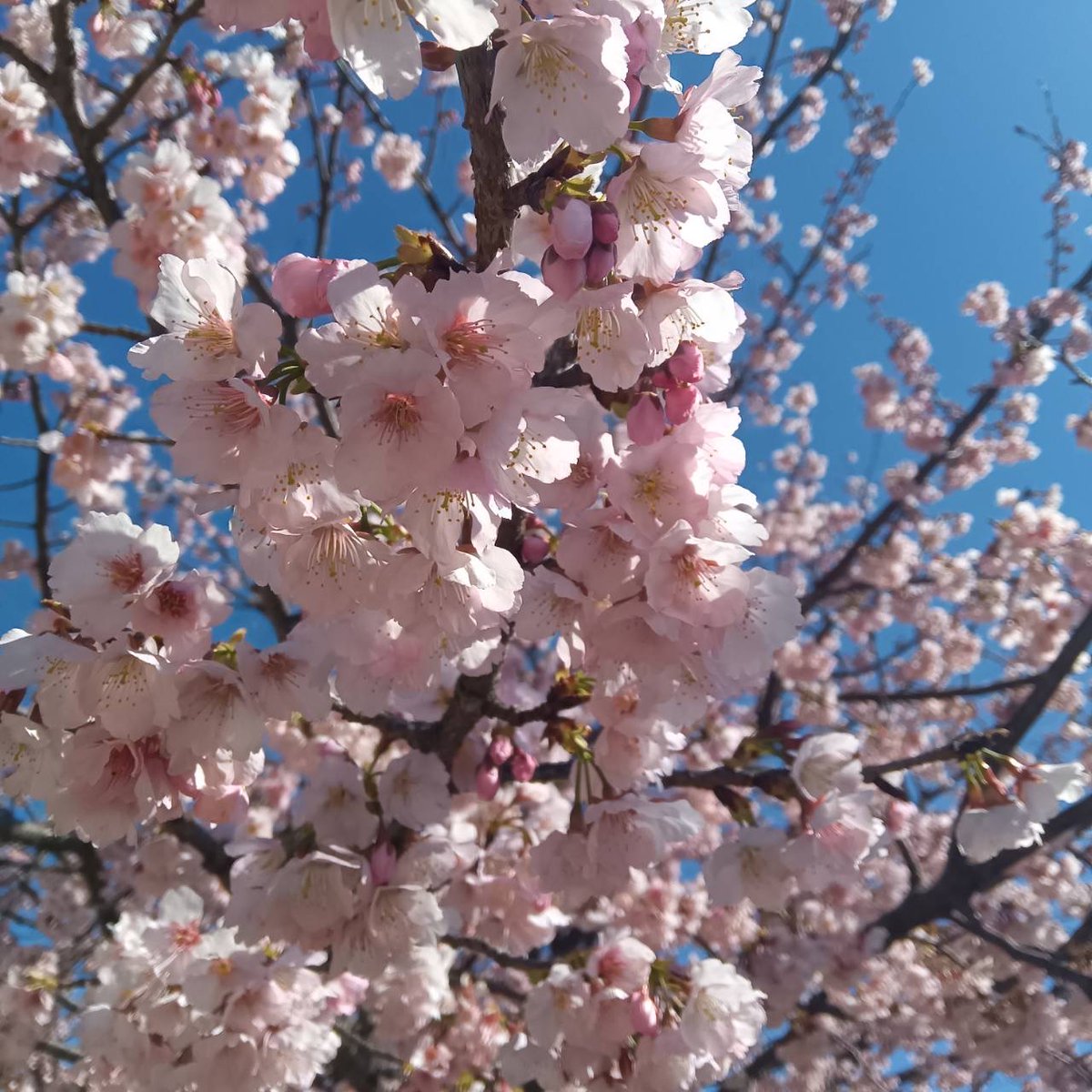 ParksToneri's tweet photo. ひと足お先に、春の訪れ。
淡いピンク色が空に映える #ダイカンザクラ が見頃でした。ソメイヨシノよりも少し濃いめの花びらが、冷たい空気の中で温かく感じられます。
季節は着実に進んでいますね🌸

#桜 #大寒桜  #春の足音 #ダイカンザクラ #舎人公園 https://t.co/XRaPnKqyNo