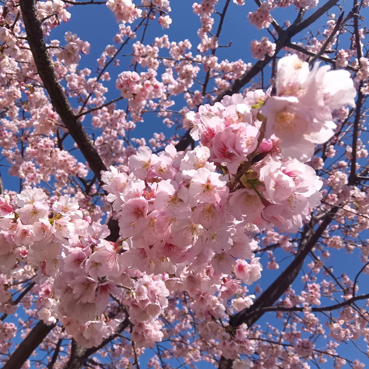 ParksToneri's tweet photo. ひと足お先に、春の訪れ。
淡いピンク色が空に映える #ダイカンザクラ が見頃でした。ソメイヨシノよりも少し濃いめの花びらが、冷たい空気の中で温かく感じられます。
季節は着実に進んでいますね🌸

#桜 #大寒桜  #春の足音 #ダイカンザクラ #舎人公園 https://t.co/XRaPnKqyNo