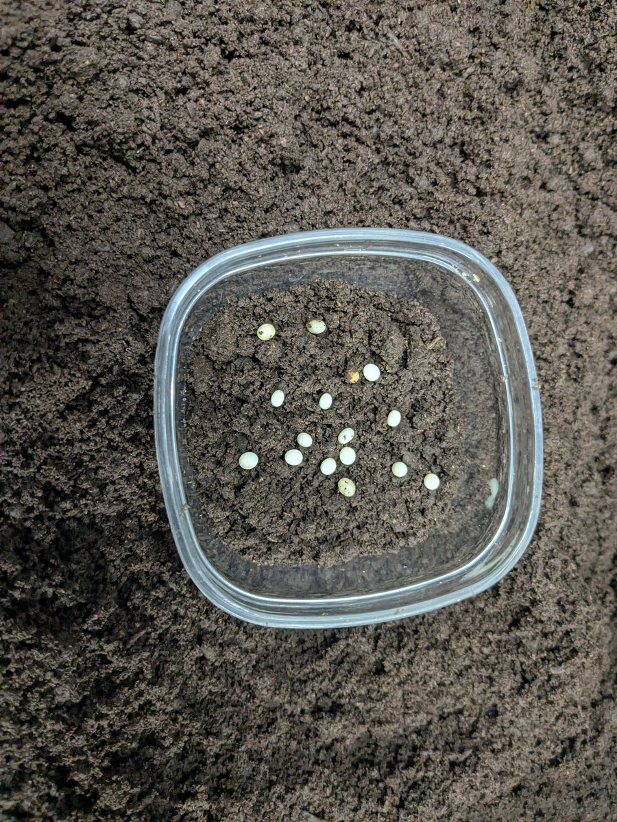 fullmoon__715's tweet photo. ネプチューン オオカブト
1頭目:1回目割り出し
15個　ダメ卵5個
出だしにしては、いいかな😁 https://t.co/WMqlilQGlD