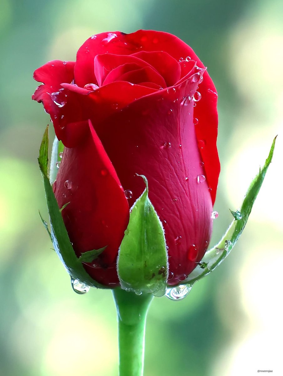 Drage dame,  Sretan 8.mart Dan žena!