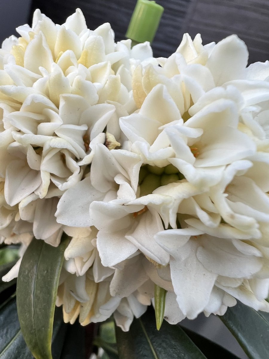 沈丁花の花の香りがすごくすごく良い！