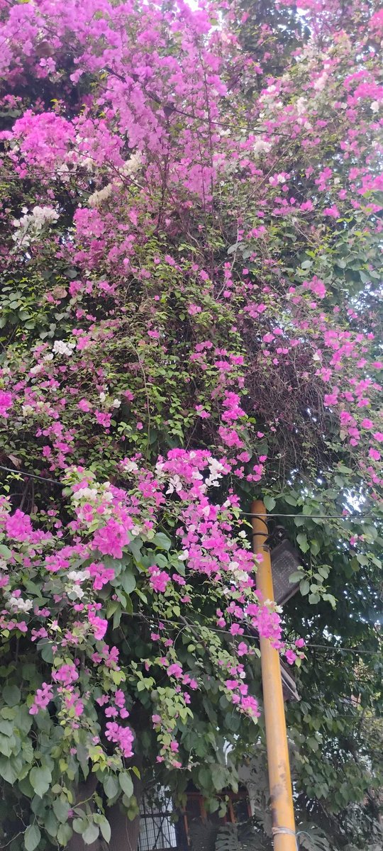 delhi_nomad's tweet photo. Bougainvaillea. #spring #Delhi https://t.co/Fo0IU1k6fv
