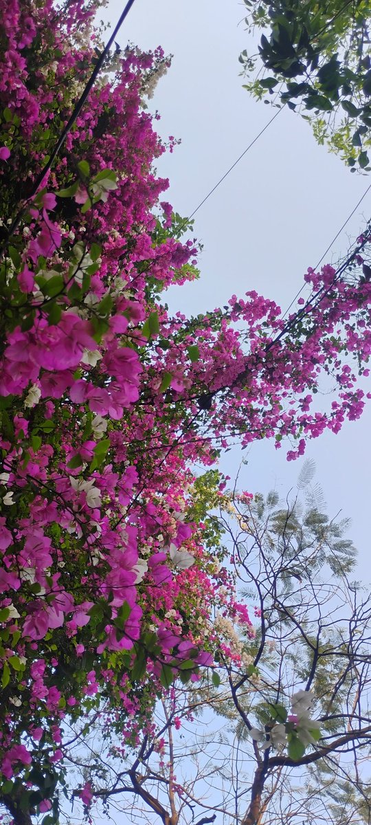 delhi_nomad's tweet photo. Bougainvaillea. #spring #Delhi https://t.co/Fo0IU1k6fv