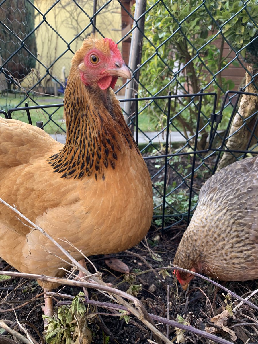 Dr. Karen v. Mücke tweet media