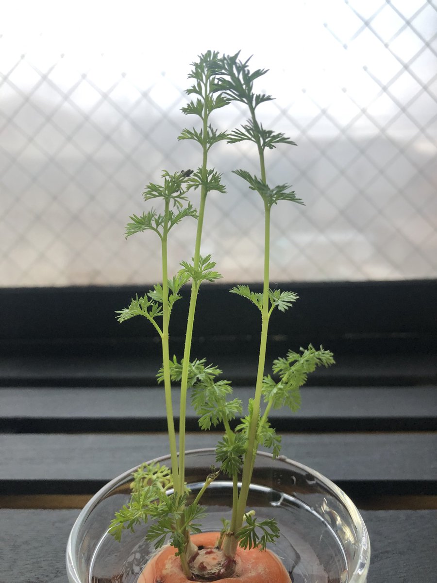 20日目🌱✨
始めてから20日がたちました☺️
ますます伸びて下のほうの葉っぱもフサ〜って横に広がってきました✨