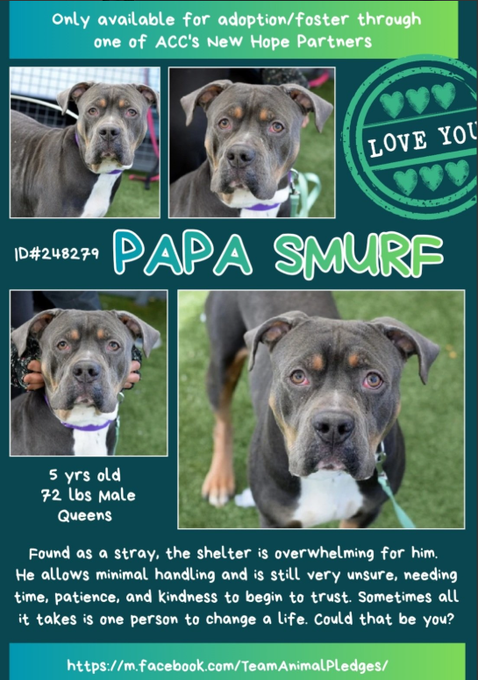 tomsland_'s tweet image. Queens ACC named this 5 yr old "Papa Smurf" to make him sound older.
He is understandably fearful of being in the kill shelter but instead of calming him ACC limits him to being rescued by a New Hope Partner.
He is a kill🎯 &amp;amp; urgently needs a loving home!
nycacc.app/#/browse/248279