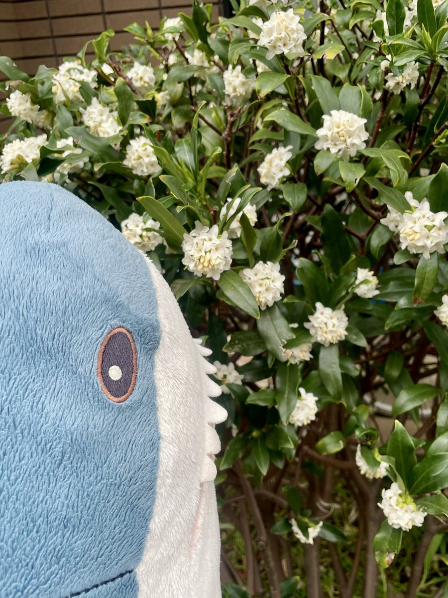 さめとん tweet media