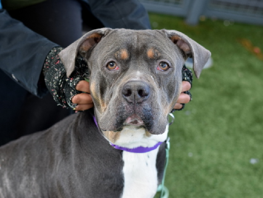 tomsland_'s tweet image. Queens ACC named this 5 yr old "Papa Smurf" to make him sound older.
He is understandably fearful of being in the kill shelter but instead of calming him ACC limits him to being rescued by a New Hope Partner.
He is a kill🎯 &amp;amp; urgently needs a loving home!
nycacc.app/#/browse/248279