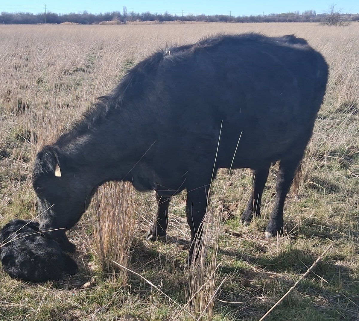 Bovine Thots With Poppin Twats tweet media