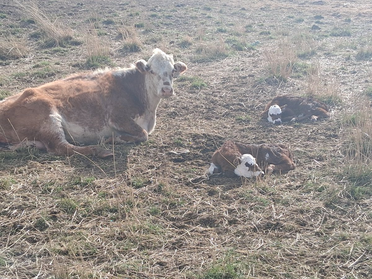 Bovine Thots With Poppin Twats tweet media