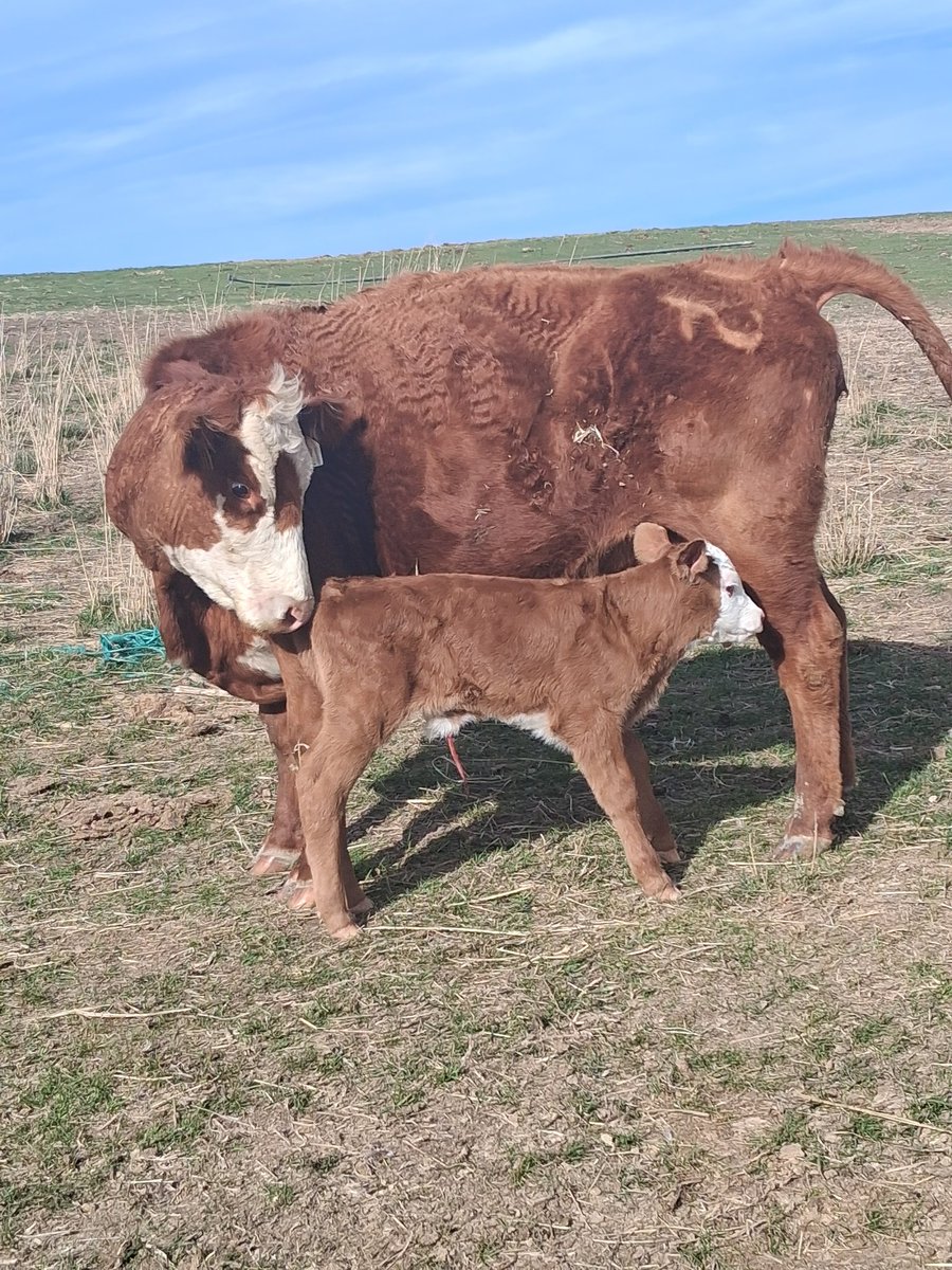 Bovine Thots With Poppin Twats tweet media