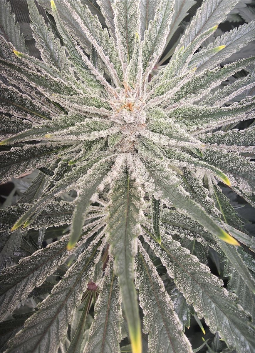 614Grower tweet media