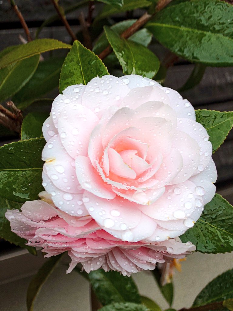 senjiro2018's tweet photo. お疲れ様です🌸 https://t.co/5zl19mRW8T