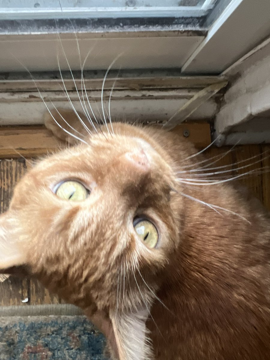 david leyes tweet media