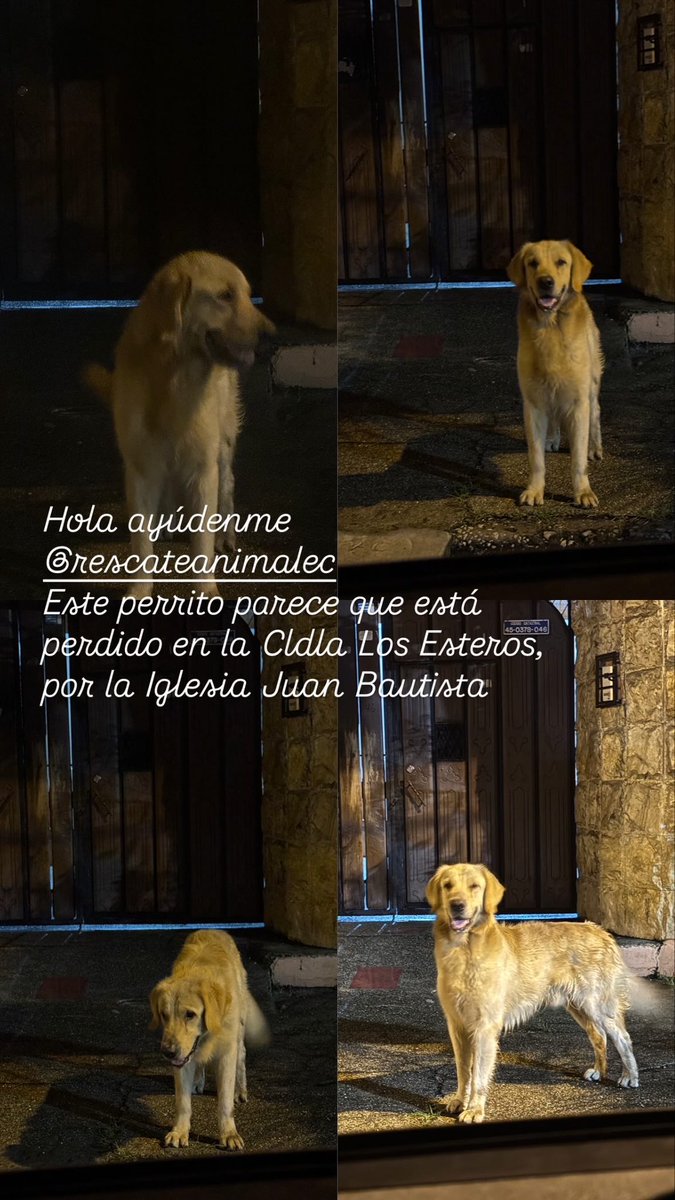 KBeirutCH's tweet photo. Hola chicos ayúdenme este perrito esta perdido @RescateAnimalEC @EmergenciasEc  en la Cdla de Los Esteros https://t.co/RxiKsW1EG5