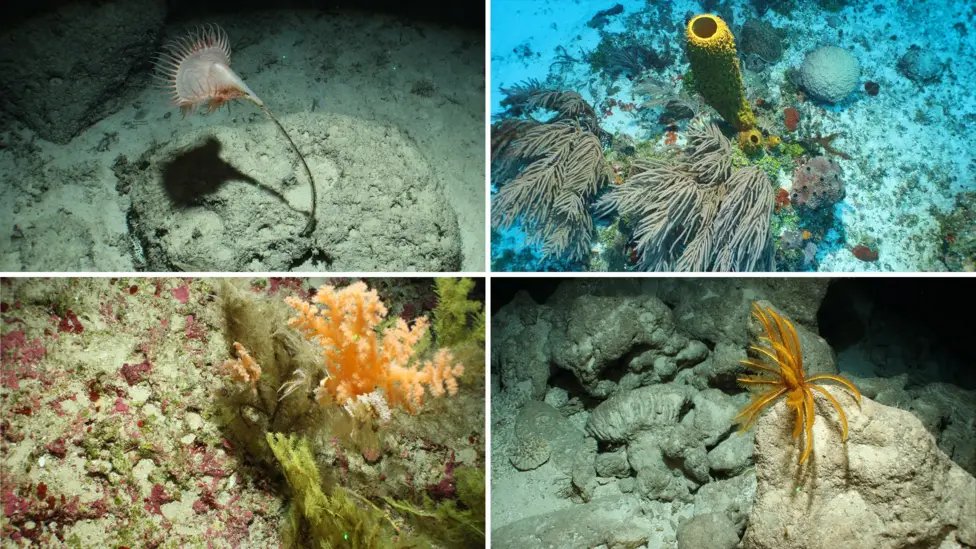 caribbeannewsuk's tweet image. #CARIBBEAN: Scientists on the first expedition beyond the shallows of the #Cayman Islands, #Anguilla and #TurksandCaicos, have discovered an underwater mountain range, a large "blue hole", and coral reefs apparently untouched by climate change and never-before-seen sea creatures.