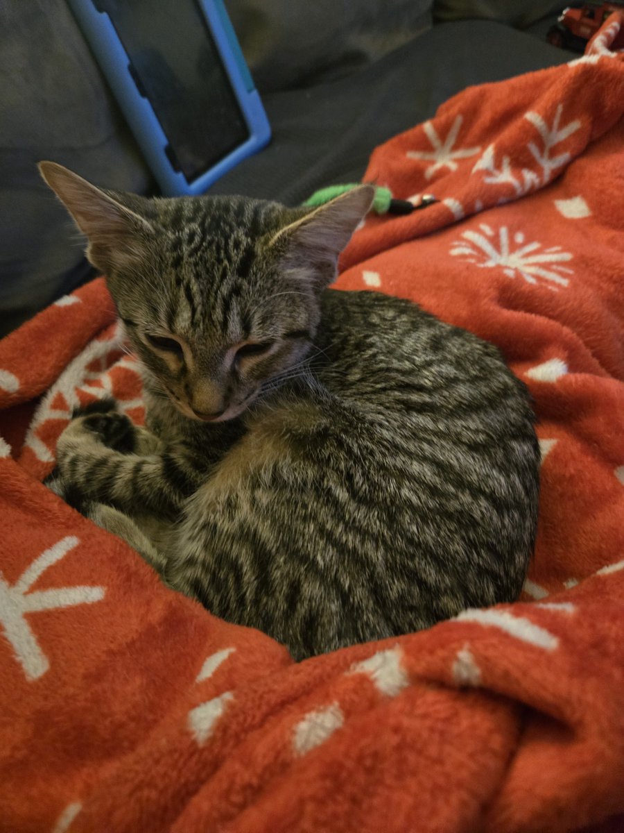 Brandon Copic tweet media