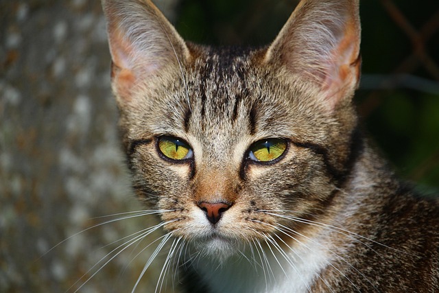 Scott Boston tweet media