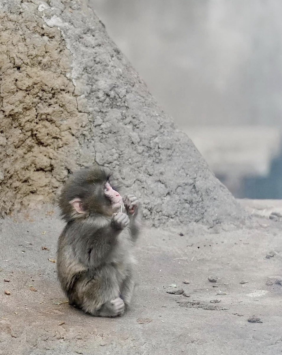 ANIMALIA tweet media