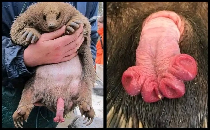 Comunidad Biológica tweet media