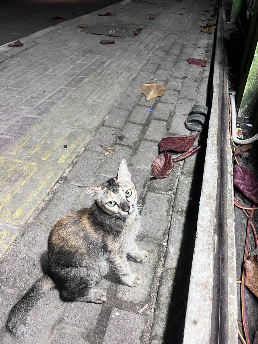 ucingkuuu's tweet photo. Ketemu sobat ucing nih 🐈 https://t.co/Sn7UL6iFbf