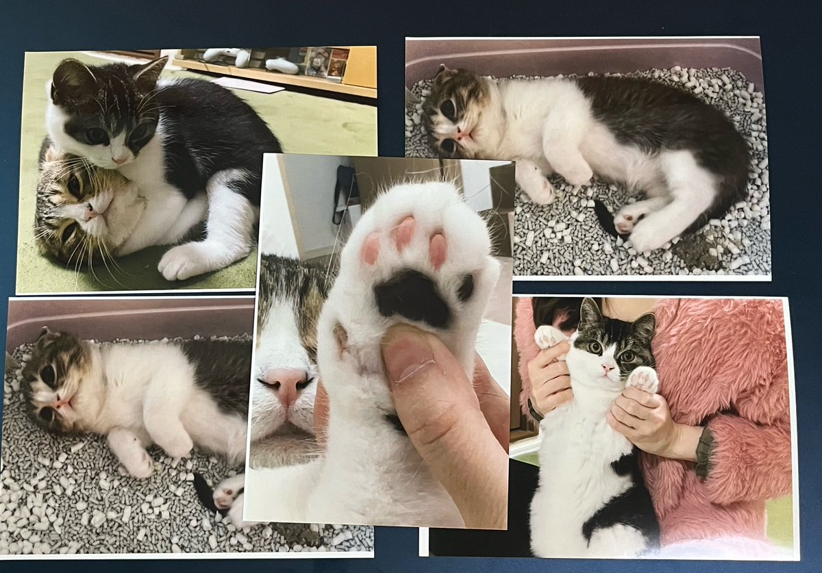 青月シオン tweet media