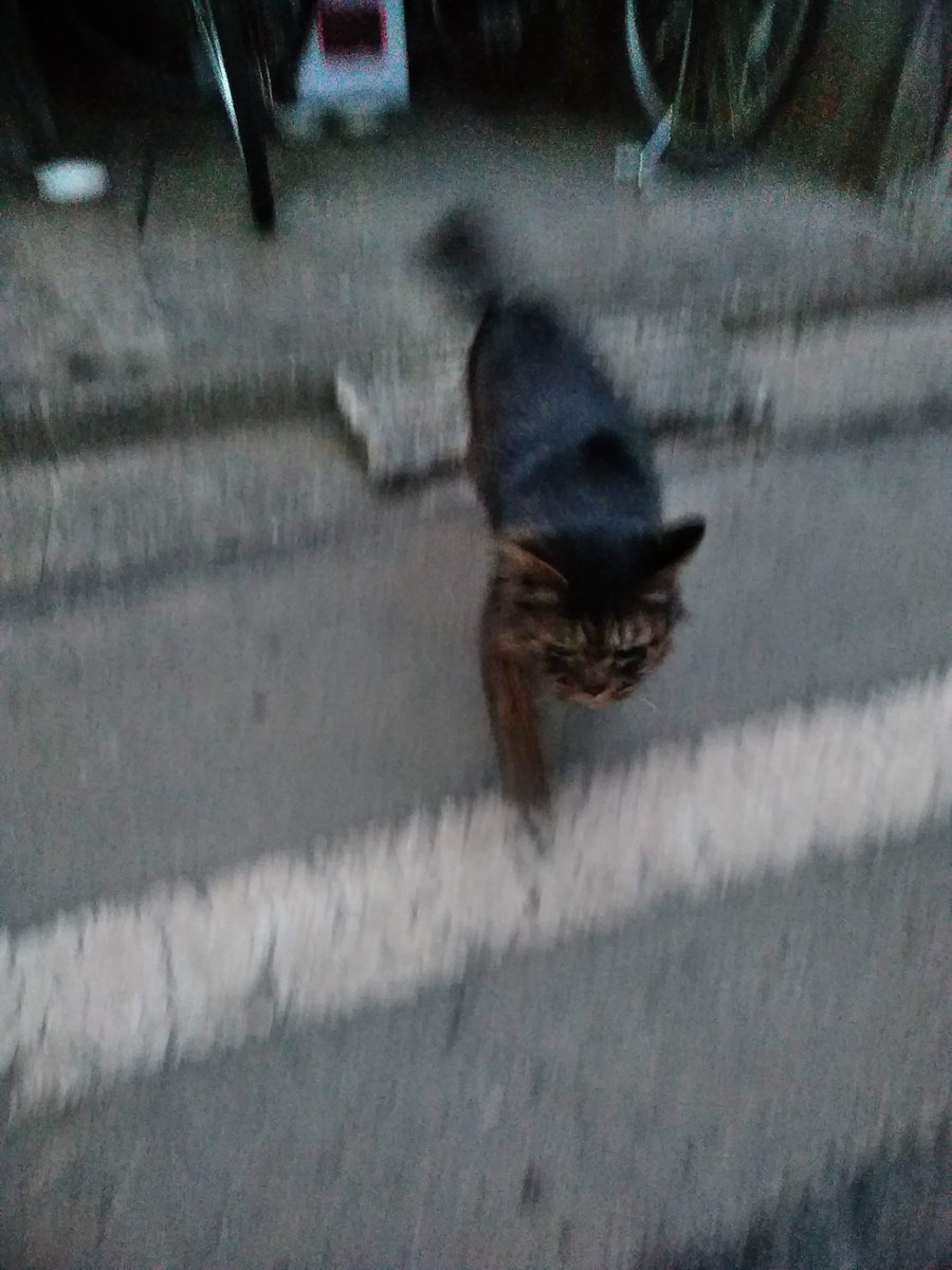 zmNEgIX7HEyMgs5's tweet image. 暖かいので外へ出かけよう
ミルクと一緒に走りだそう🐾🐾🐾
ちょっと時間掛かりましたが明日から新しいスタートを切ることになりました😊
どっちに転ぶか分かりませんがとりあえず頑張ってみます＼(*⌒0⌒)♪
ところでクリップボードってなんだろう🤔
 #ミルク #地域猫
 #スタート